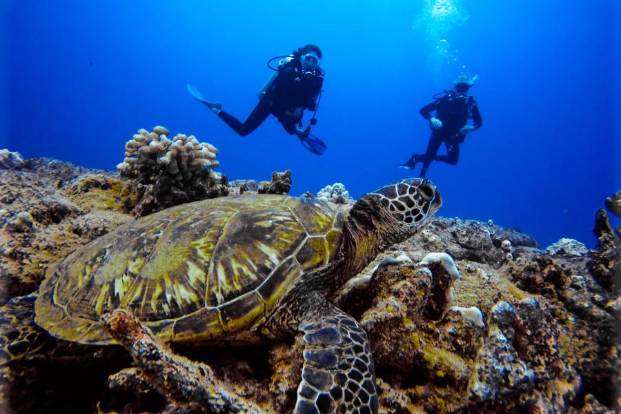 Expedition Plate Lunch | Scuba Diving