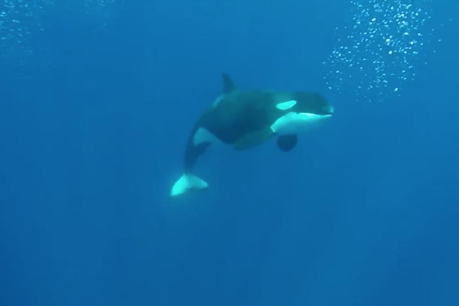 Pod of Orcas Surprises Divers Off Los Cabos, Mexico | Scuba Diving