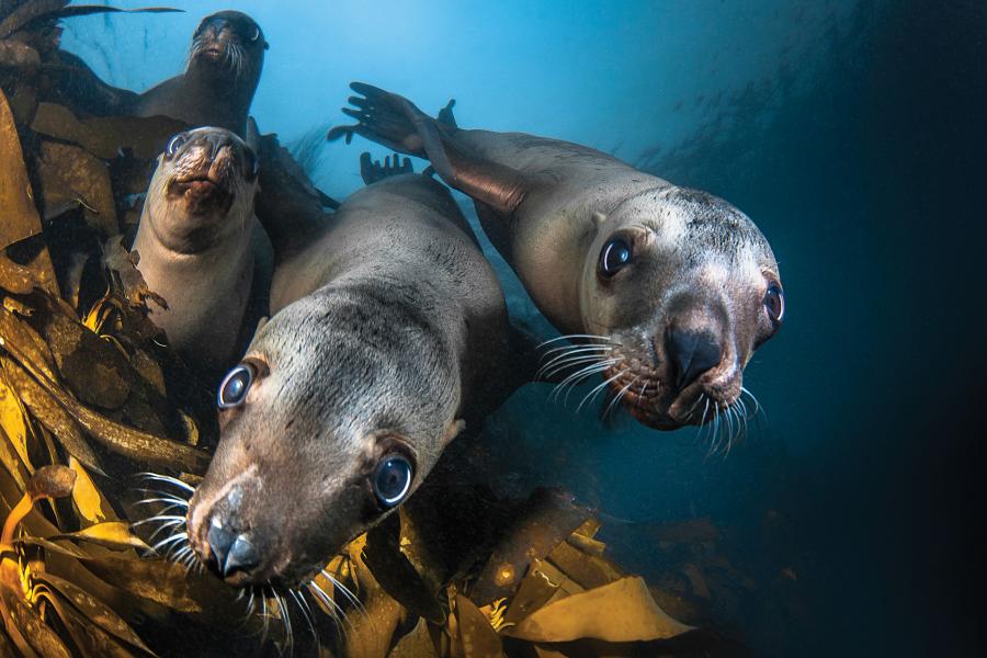 Top 100 2015: Best Underwater Photography | Scuba Diving