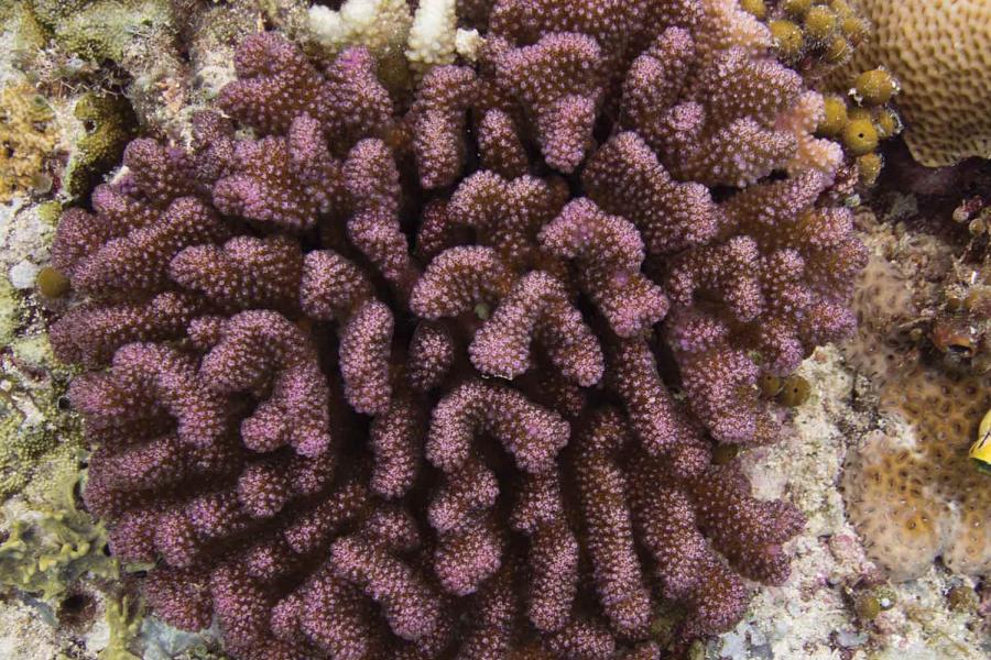 How to Identify Pocillopora Corals | Scuba Diving