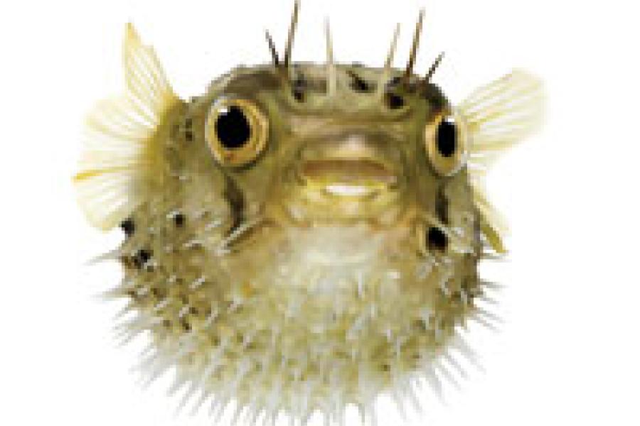 Do Pufferfish Hold Their Breath? | Scuba Diving