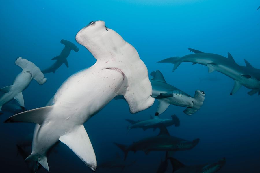 Photo Gallery: Shark Diving | Scuba Diving