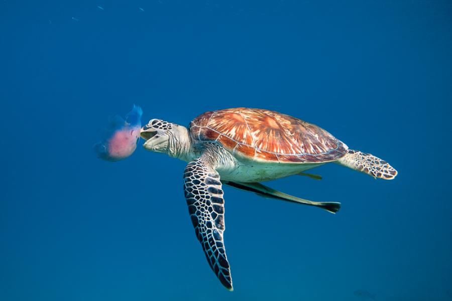 Underwater Photography: Green Sea Turtle, Paradise Island, Palawan ...