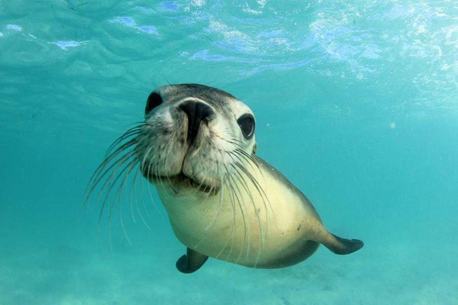 Sea Lions Use Whiskers Like Humans Use Fingertips, Scientists Find ...