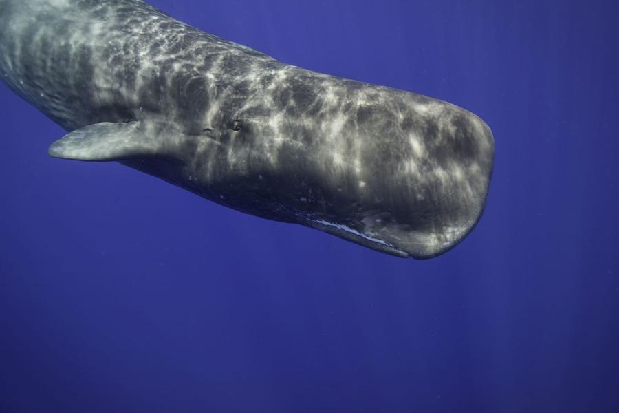 Six Interesting Facts about Sperm Whales | Scuba Diving