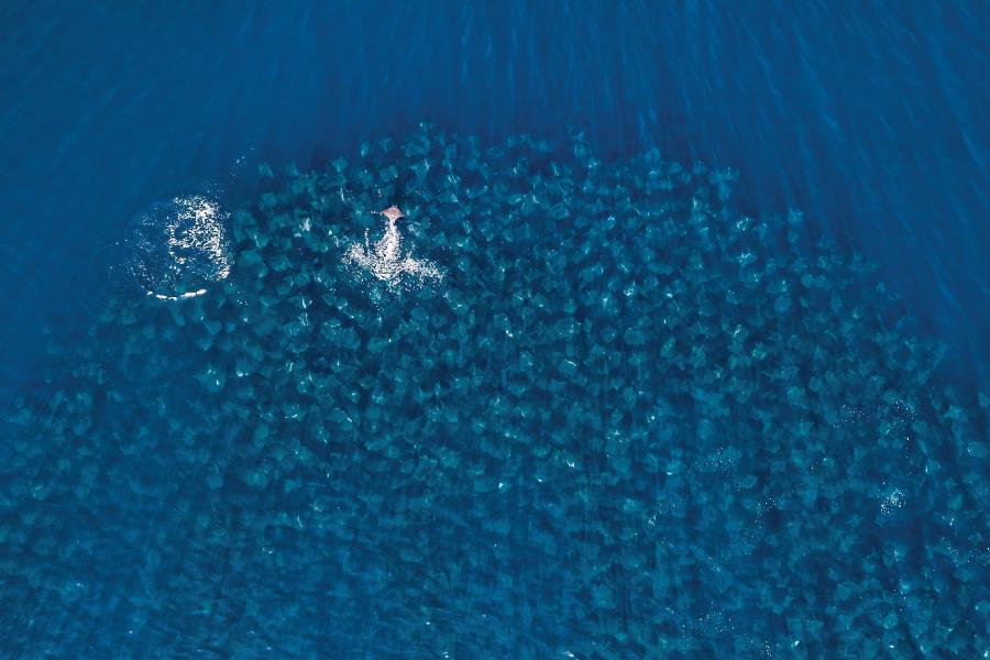 Into the Frenzy: Diving Baja's Mobula Ray Aggregations | Scuba Diving