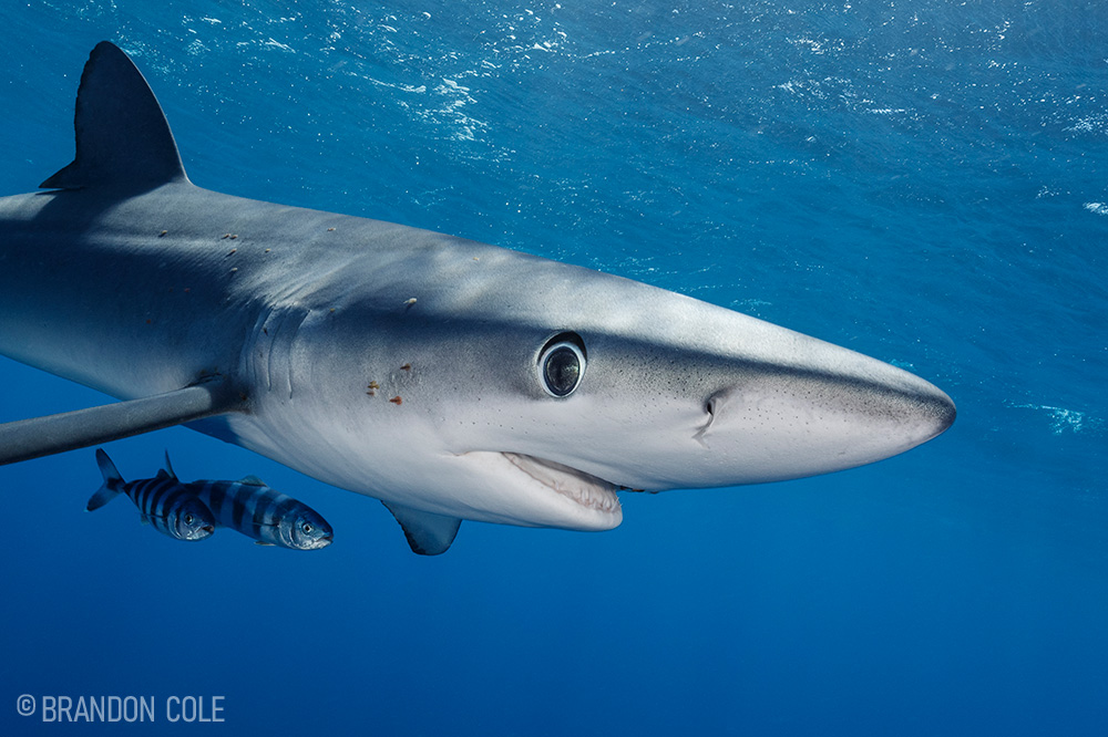 Cabo’s Other Wild Side: Swimming with Blue and Mako Sharks | Scuba Diving